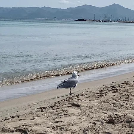 Playa Y Relax * Can Picafort (Mallorca)
